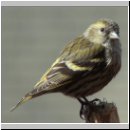 Carduelis spinus - Erlenzeisig w03.jpg